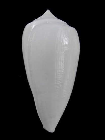 Conus victoriae albino 52,2 mm Gem-13677