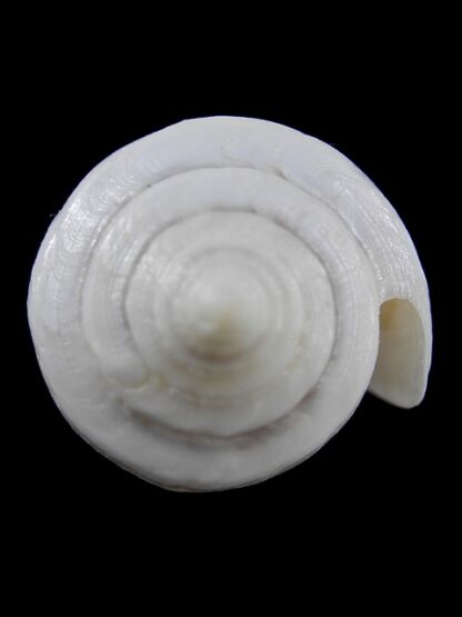 Conus victoriae albino 52,2 mm Gem-13678