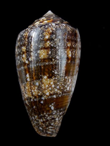 Conus victoriae complanatus 51,2 mm Gem-13737