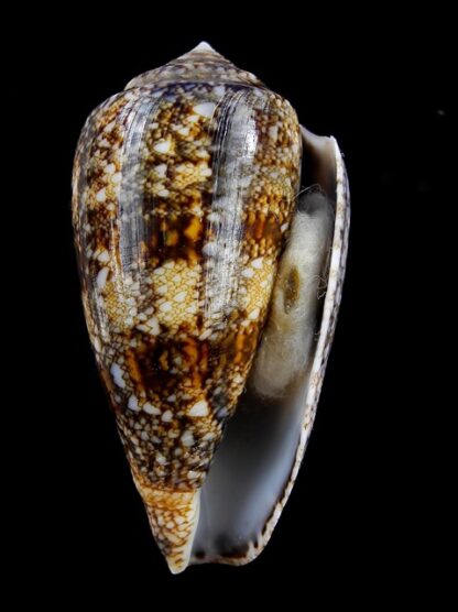 Conus victoriae complanatus 51,2 mm Gem-13739