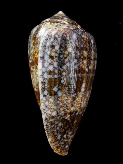 Conus victoriae complanatus 51,2 mm Gem-13741
