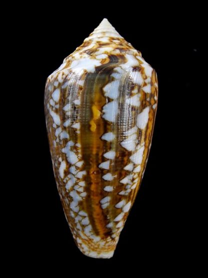 Conus victoriae complanatus 51 mm Gem-13729