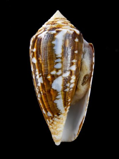 Conus victoriae complanatus 51 mm Gem-13728
