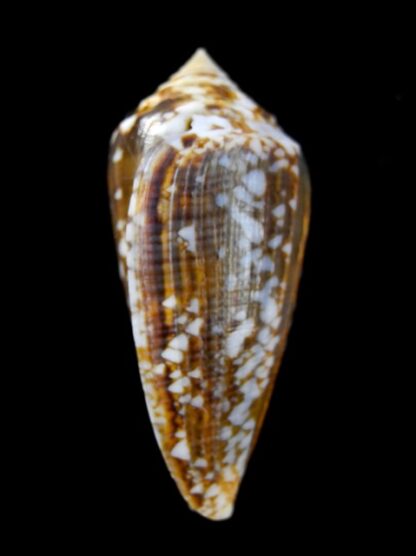 Conus victoriae complanatus 51 mm Gem-13730