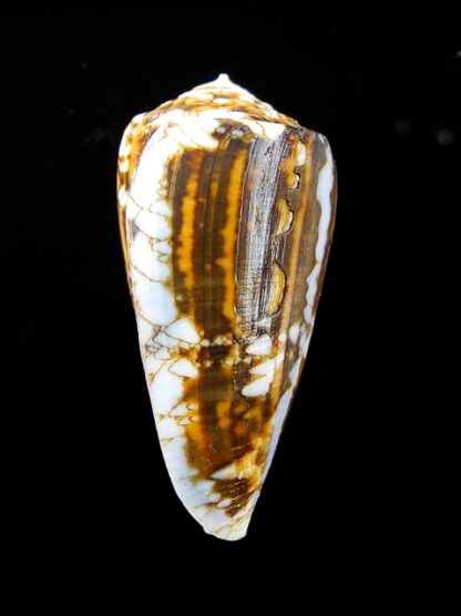 Conus victoriae complanatus 40,7 mm F+++/Gem-13687