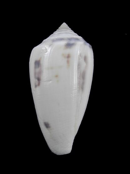 Conus victoriae Special colour 46,3 mm Gem-13638