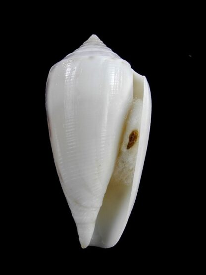 Conus victoriae Special colour 46,3 mm Gem-13639