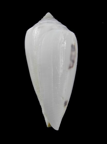 Conus victoriae Special colour 46,3 mm Gem-13641