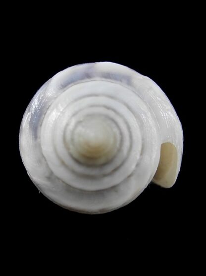 Conus victoriae Special colour 46,3 mm Gem-13637