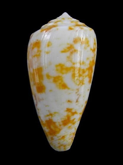 Conus victoriae special colour 47,1 mm Gem-13660
