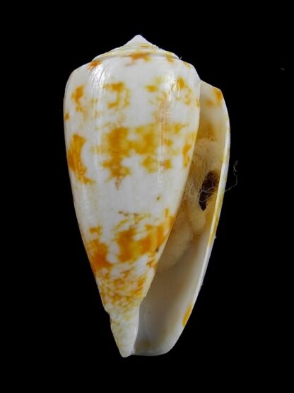 Conus victoriae special colour 47,1 mm Gem-13661