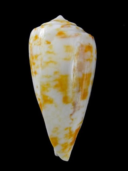 Conus victoriae special colour 47,1 mm Gem-13657