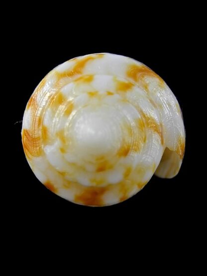 Conus victoriae special colour 47,1 mm Gem-13658