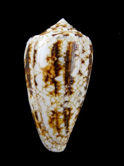Conus victoriae complanatus 48,7 mm Gem-13708