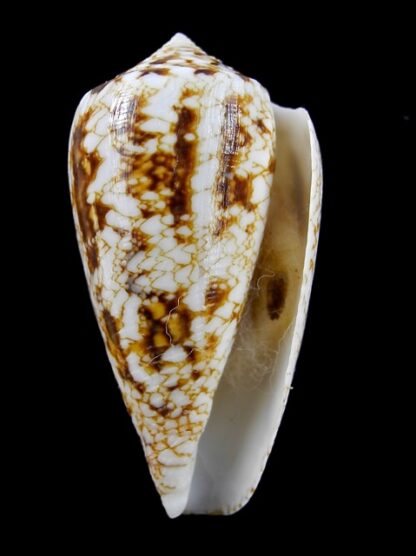 Conus victoriae complanatus 48,7 mm Gem-13709