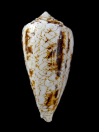 Conus victoriae complanatus 48,7 mm Gem-13707