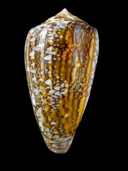 Conus victoriae complanatus 47,8 mm F+++/Gem-13700