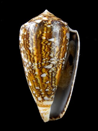 Conus victoriae complanatus 47,8 mm F+++/Gem-13701