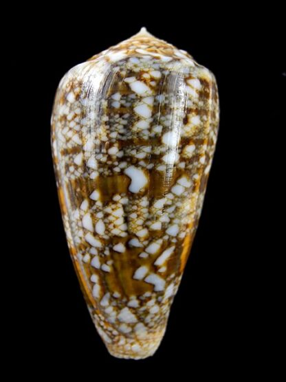 Conus victoriae complanatus 51,7 mm Gem-13749