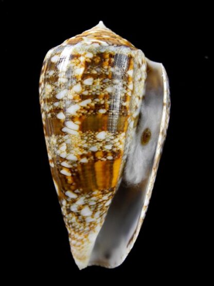 Conus victoriae complanatus 51,7 mm Gem-13751