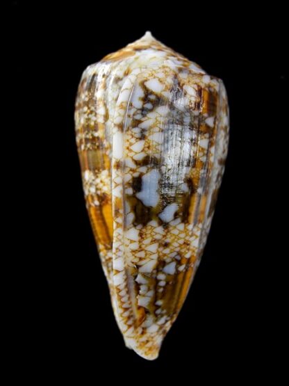 Conus victoriae complanatus 51,7 mm Gem-13747