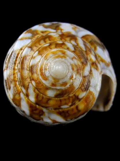 Conus victoriae complanatus 51,7 mm Gem-13750