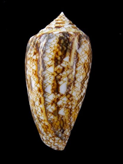 Conus victoriae complanatus 51,8 mm Gem-13759