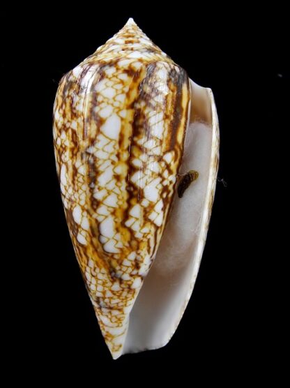 Conus victoriae complanatus 51,8 mm Gem-13758
