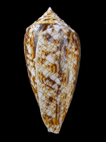 Conus victoriae complanatus 51,8 mm Gem-13761