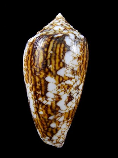 Conus victoriae complanatus 49,2 mm Gem-13721