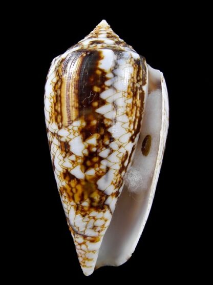 Conus victoriae complanatus 49,2 mm Gem-13718