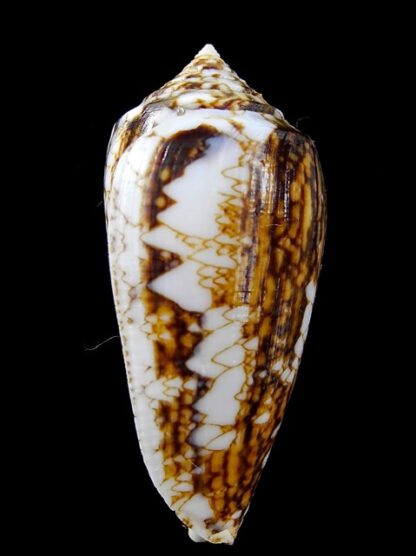 Conus victoriae complanatus 49,2 mm Gem-13720