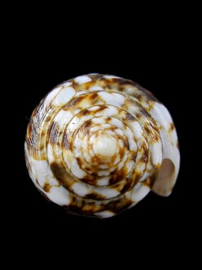 Conus victoriae complanatus 49,2 mm Gem-13719