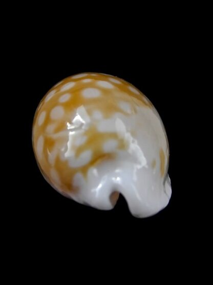 Cypraea fallax fallax 33,3 mm F+++/Gem-13780