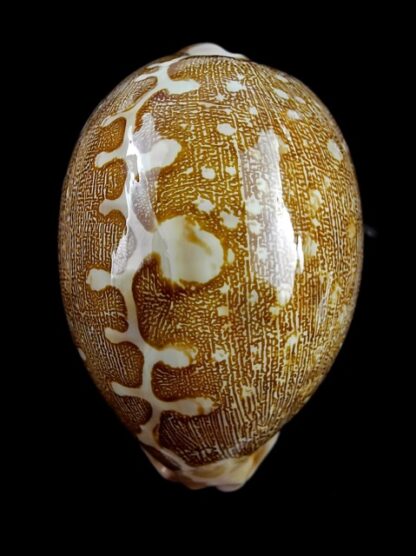 Cypraea mappa mappa Queensland 83,5 mm F+++/GEM-13801