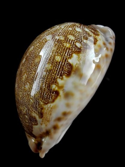 Cypraea mappa mappa Queensland 83,5 mm F+++/GEM-13799