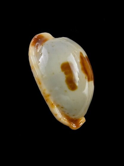 Cypraea stolida crossei 23,9 mm Gem-13966