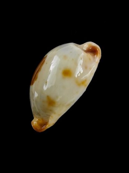 Cypraea stolida crossei 23,9 mm Gem-13968