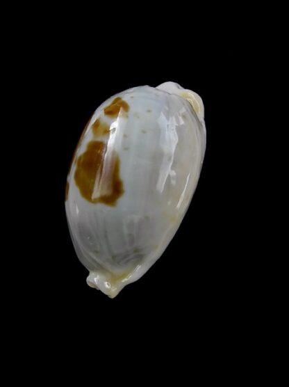 Cypraea brevidentata fluctuans 24 mm F+++/Gem-13948