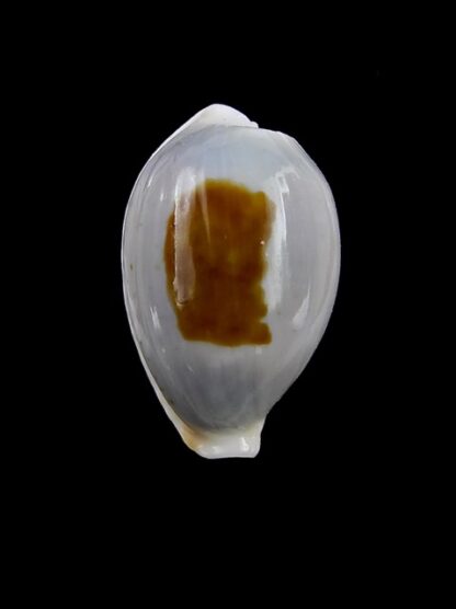 Cypraea brevidentata fluctuans 22,5 mm Gem-13926