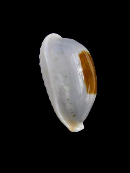 Cypraea brevidentata fluctuans 22,5 mm Gem-13928