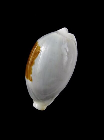 Cypraea brevidentata fluctuans 22,5 mm Gem-13929