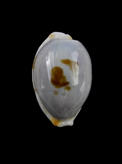 Cypraea brevidentata fluctuans 23,3 mm F+++/Gem-13937