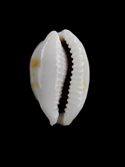 Cypraea brevidentata fluctuans 23,3 mm F+++/Gem-13940