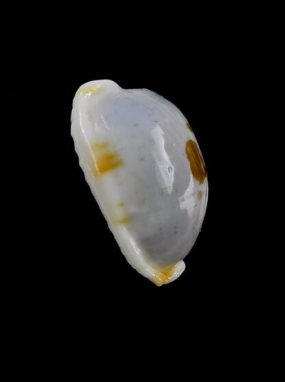 Cypraea brevidentata fluctuans 23,3 mm F+++/Gem-13936