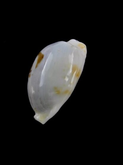 Cypraea brevidentata fluctuans 23,3 mm F+++/Gem-13938