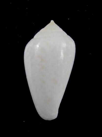 Conus cocceus " white" Gem 32,3 mm-14004