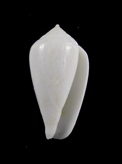Conus cocceus " white" Gem 32,3 mm-14001