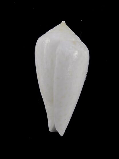 Conus cocceus " white" Gem 32,3 mm-14000