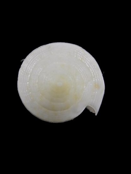 Conus cocceus " white" Gem 32,3 mm-14003